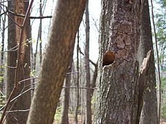 Carolina chickadee