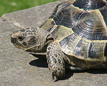 Common tortoise