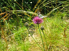 Melanargia galathea