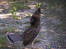 Ruffed grouse