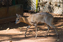 Four-horned Antilope, Chousingha
