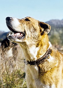 Canis lupus signatus