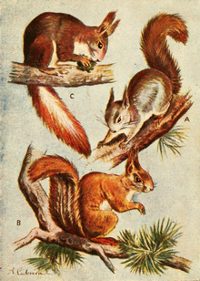 Eurasian Red (European Tree) Squirrel