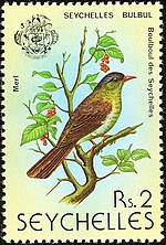 Seychellen-Rotschnabelbülbül