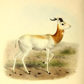 Dama gazelle
