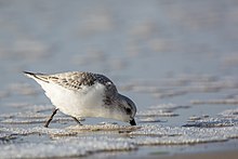 Sanderling