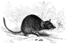 Brown Marsupial Mouse