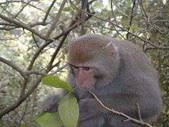 Macaque de Formose