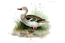 Cape teal