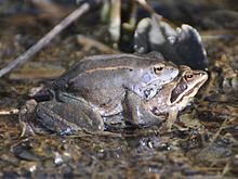 Moor frog