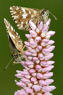 Grizzled skipper