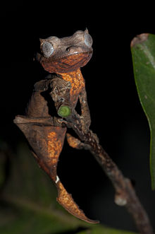 Nosy Be Flat-tail Gecko