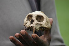 Ugandan red colobus
