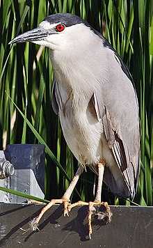 Nycticorax nycticorax