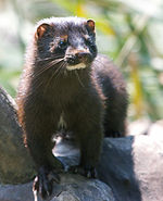 American mink