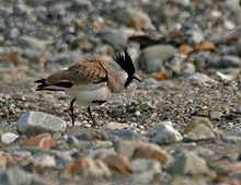 River lapwing