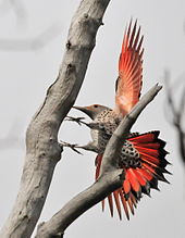 Northern flicker