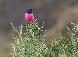 Pink robin
