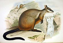 Bürstenschwanz-Felskänguru