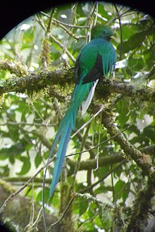 Quetzal resplendissant