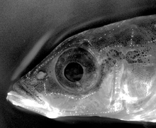 Three-spined stickleback