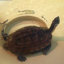 Southeast Asia Box Turtle