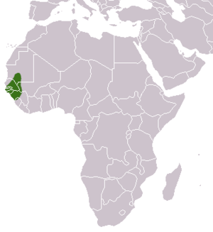 Guinea-Pavian