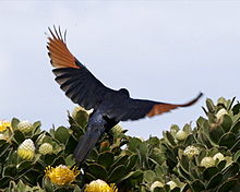 Red-winged starling