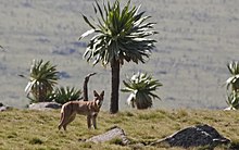 Ethiopian wolf