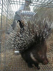 Indian crested porcupine