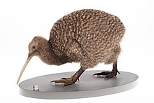 Great spotted kiwi