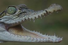 Crocodile des Philippines