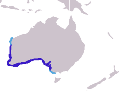 Australischer Seelöwe
