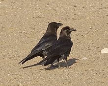 Brown-necked raven