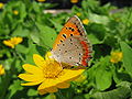 Lycaena phlaeas