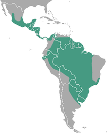 Südamerikanischer Fischotter
