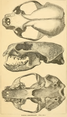 Lontra canadensis