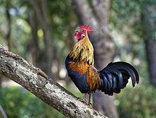 Red junglefowl