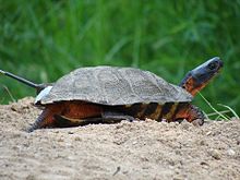 Wood turtle