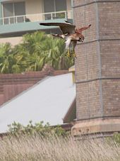 Nankeen kestrel