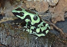 Green and black poison dart frog