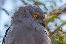 Montagu's harrier