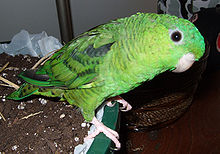 Barred parakeet