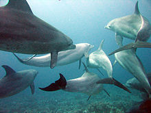 Grand dauphin de l'océan Indien
