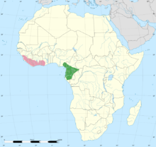 Picatharte de Guinée