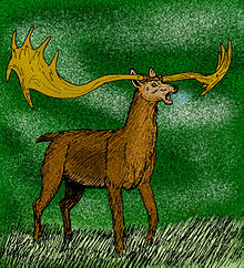 Moose, Elk