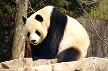 Panda géant