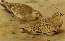 Crowned sandgrouse
