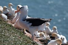 Black-browed albatross