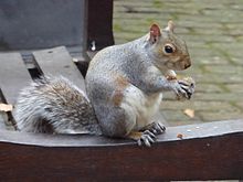 Eastern gray squirrel